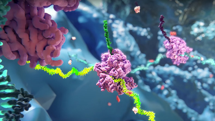 Video Come funzionano i prodotti terapeutici basati sull'RNAi - Anteprima